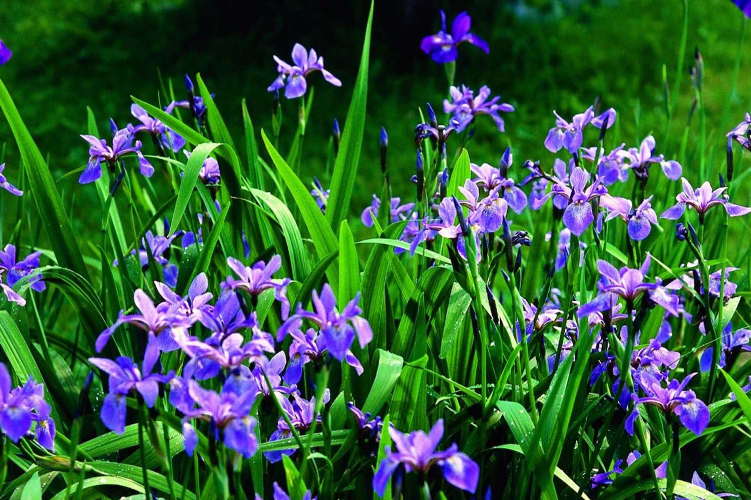 Iris versicolor - Blue Flag Iris Native Plantings Long Island Suffolk Hydroseeding.com 